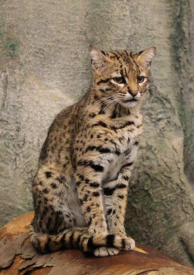 A Geoffroy's cat sitting on a wood